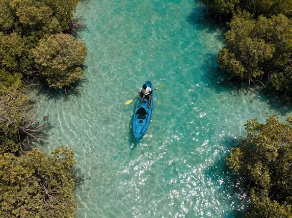A kayak gliding through the mangroves